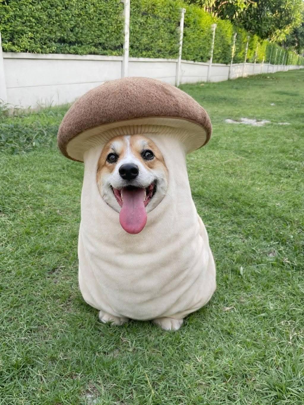 A corgi in a mushroom costume.